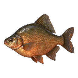 Copperbelly Bream