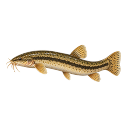 Lantern Loach