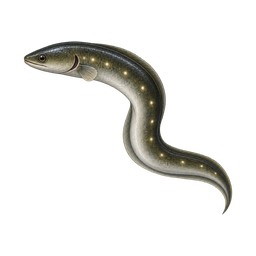 Moonfen Lantern Eel